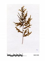 藏品(摺葉木苔)的圖片